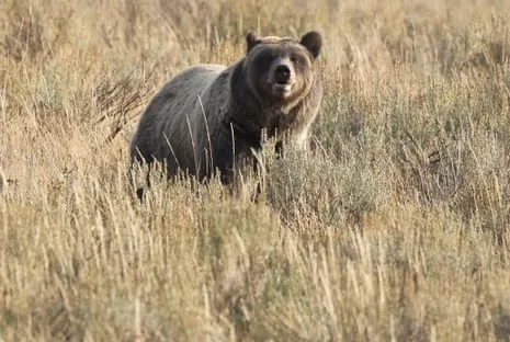 Hiker Injured by Grizzly in National Park Flown to Trauma Center
