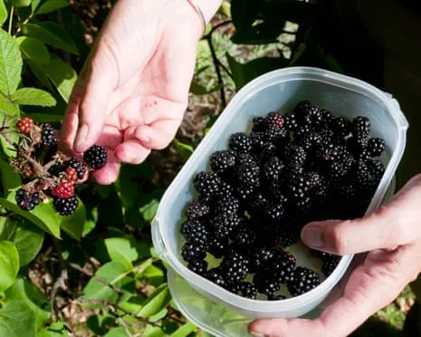In Search Of: Delicious Pastries to Make Use Of a Surplus of House-Made Jam
