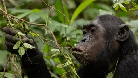 Chimpanzees Consuming an Amount Equal of One Lager Per Day from Fermented Fruit, Research Finds