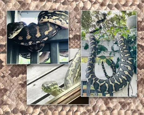 Accepting the Reptiles in My Ceiling: A Journey from Anxiety to Admiration