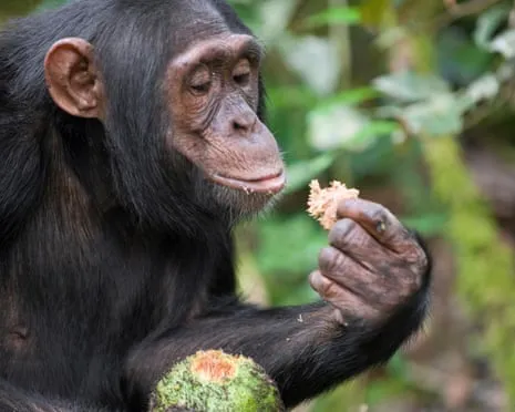 Chimpanzees Consume Everyday Alcohol Comparable to a Pint from Ripe Fruit